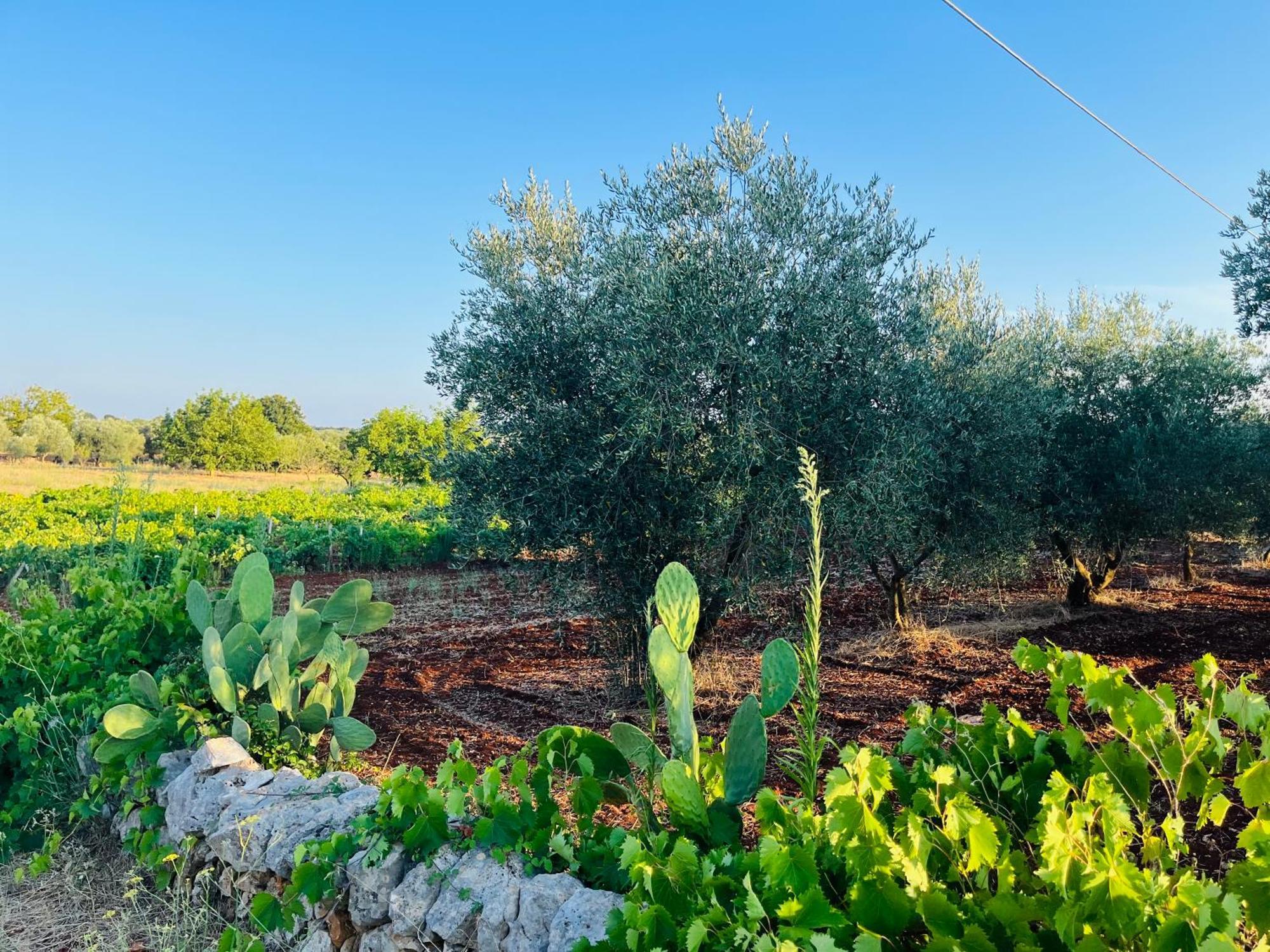 Villa Vallee D Itria Martina Franca Eksteriør billede